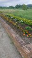 フラワーボランティア：画像